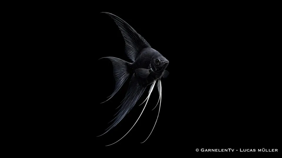 Garnelen TV skalar svart Pterophyllum scalare ciklid