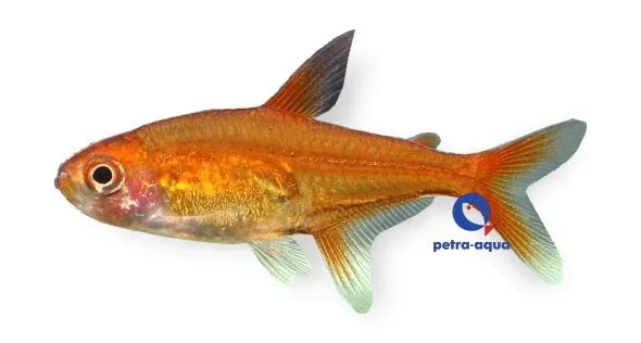Näsets Ciklidhobby Hyphessobrycon amandae tetra 2-2,5 cm orange