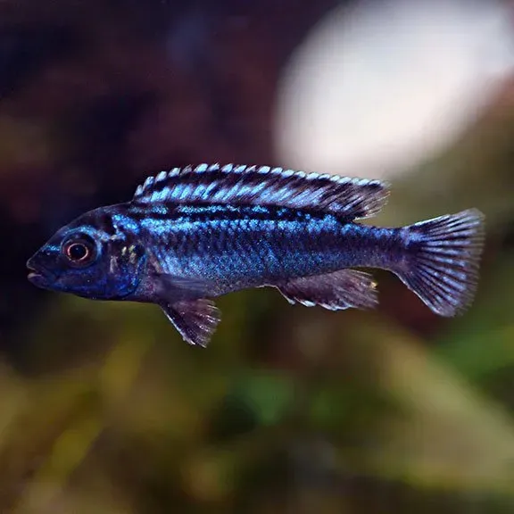 Näsets Ciklidhobby Melanochromis maingano malawiciklid