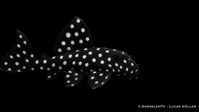 Garnelen TV L240 Leporacanthicus mal prickig segelfena