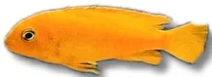 Näsets Ciklidhobby Pseudotropheus saulosi red coral ciklid 4–5 cm