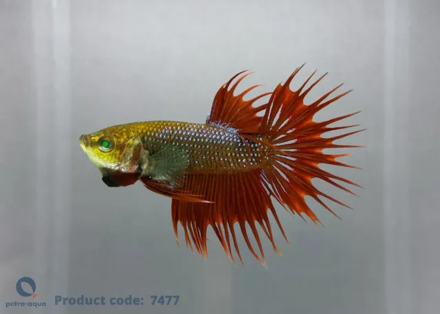 Näsets Ciklidhobby crowntail Green Eye Hulk betta 5–6 cm