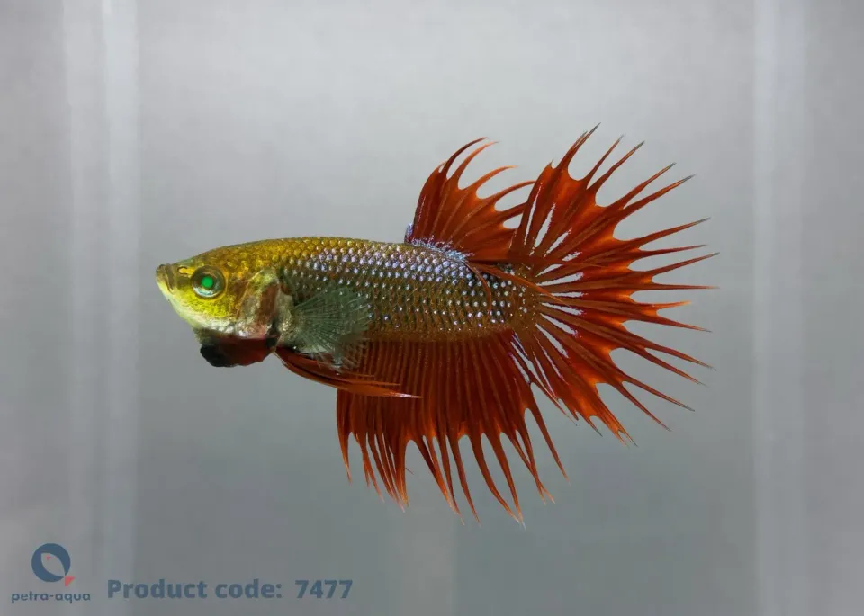 Näsets Ciklidhobby crowntail Green Eye Hulk betta 5–6 cm
