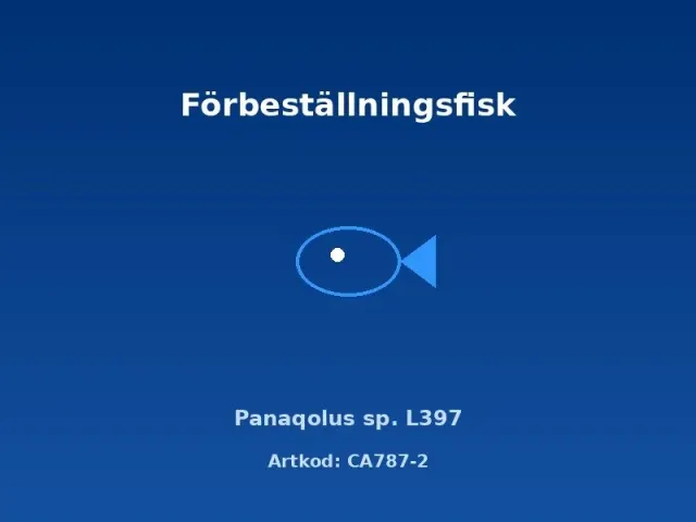 Näsets Ciklidhobby Panaqolus L397 mal 4–5 cm träätare