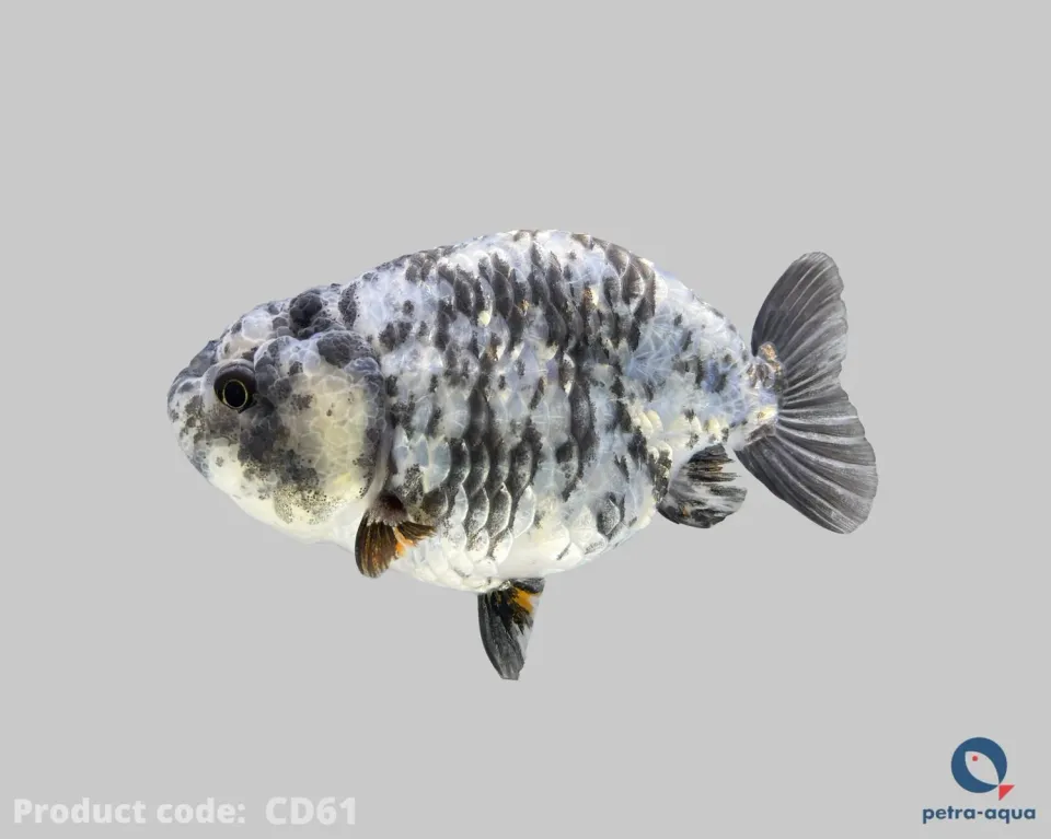 Carassius galaxy ranchu guldfisk 11–13 cm