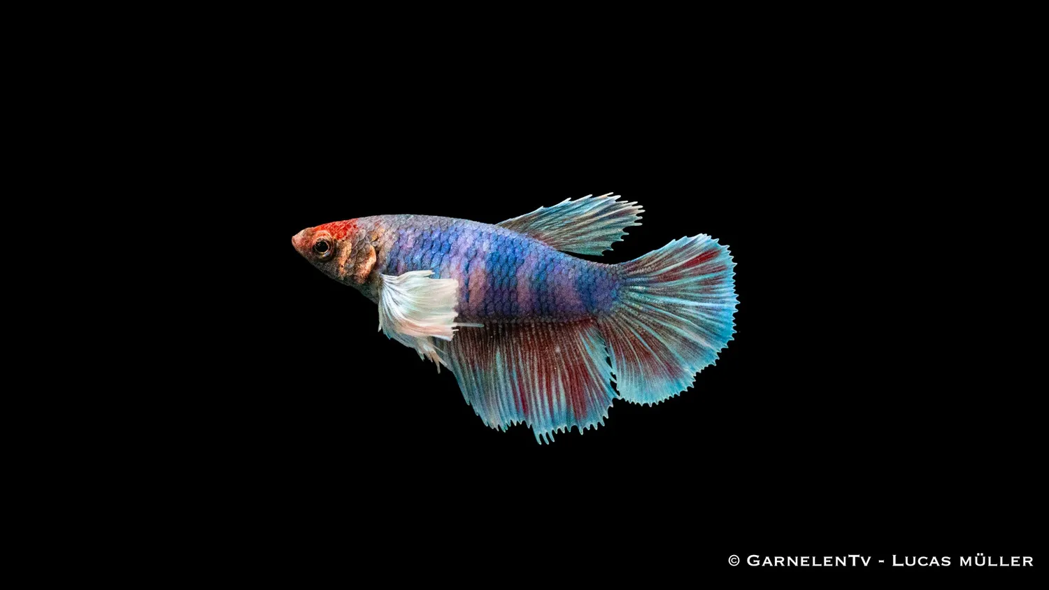 Garnelen TV Dumbo Ear kampfiskhona Betta 5–6 cm