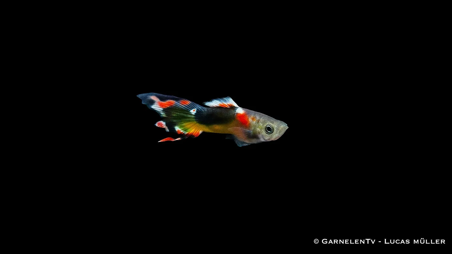 Garnelen TV Endler Red Chest Saddleback guppy hane