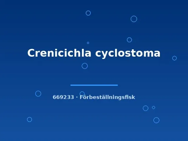 Näsets Ciklidhobby Crenicichla Cyclostoma ciklid 8-10 cm