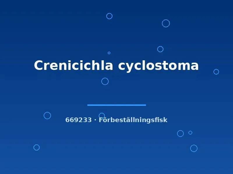 Näsets Ciklidhobby Crenicichla Cyclostoma ciklid 8-10 cm