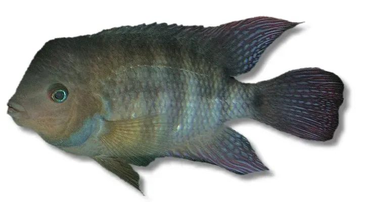 Cichlasoma sajica T-bar ciklid 6-7 cm