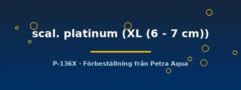 Näsets Ciklidhobby Pterophyllum scalare platinum skalar XL 6–7 cm