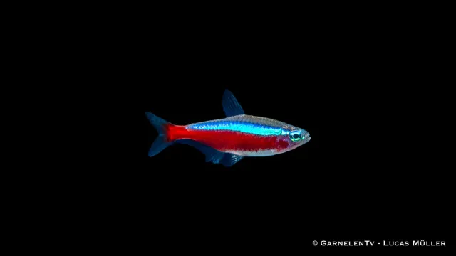 Garnelen TV röd neon Paracheirodon stimfisk