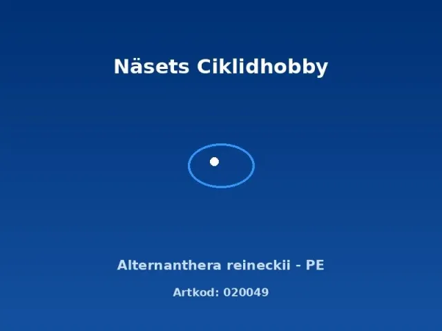 Näsets Ciklidhobby Alternanthera Reineckii akvarieväxt PE