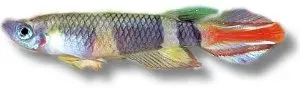 Näsets Ciklidhobby Annulatus killi 1,5–2 cm