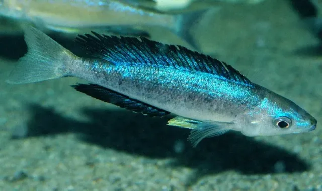 Cyprichromis microlepidotus Bulu Point ciklid 5–6 cm