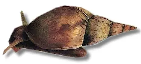 Näsets Ciklidhobby Lymnea stagnalis dammsnäcka 1,5–3 cm algätare