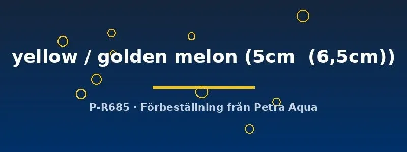 Näsets Ciklidhobby Golden Melon diskus 5–6,5 cm