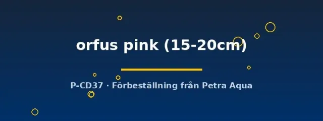 Näsets Ciklidhobby Leuciscus idus orfus pink dammfisk 15-20 cm