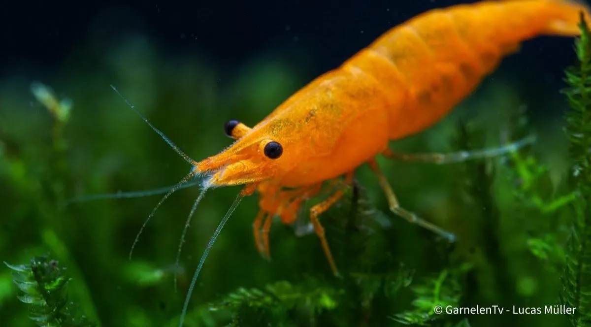 Garnelen TV Orange Fire Sakura räka Neocaridina davidi orange