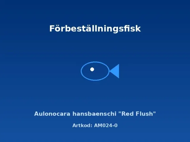 Näsets Ciklidhobby Aulonocara hansbaenschi Red Flush 3,5-4 cm