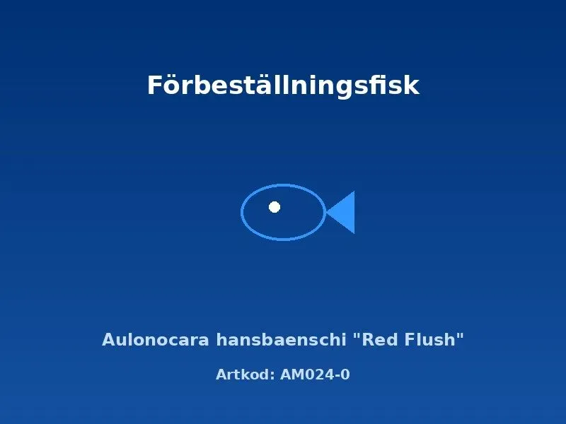 Näsets Ciklidhobby Aulonocara hansbaenschi Red Flush 3,5-4 cm