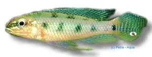 Näsets Checkerboard ciklid akvariefisk 2–2,5 cm rutmönstrad