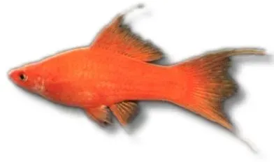 Näsets Ciklidhobby Xiphophorus helleri red lyra svärdbärare 7–10 cm