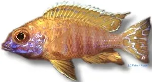 Näsets Ciklidhobby Aulonocara Baenschi ciklid 6-7 cm