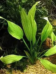 Echinodorus subalatus svärdplanta kruka