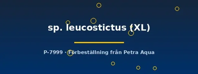 Näsets Ciklidhobby Ancistrus leucostictus mal XL algätande