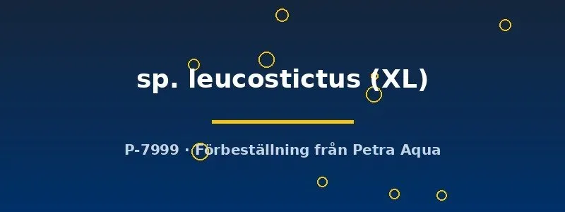 Näsets Ciklidhobby Ancistrus leucostictus mal XL algätande