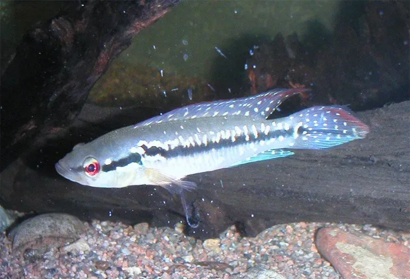 Näsets Ciklidhobby Menezesi gäddciklid +7cm