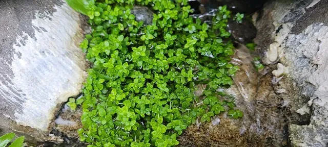 Näsets Micranthemum Monte Carlo akvarieväxt PE matta