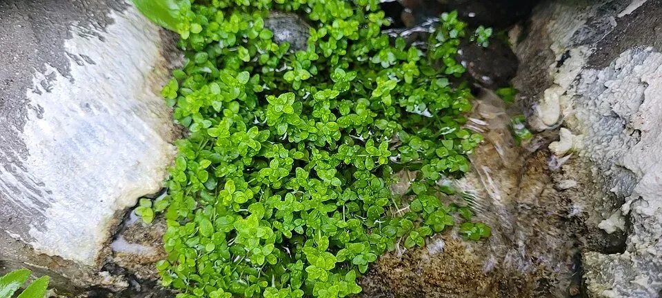 Näsets Micranthemum Monte Carlo akvarieväxt PE matta
