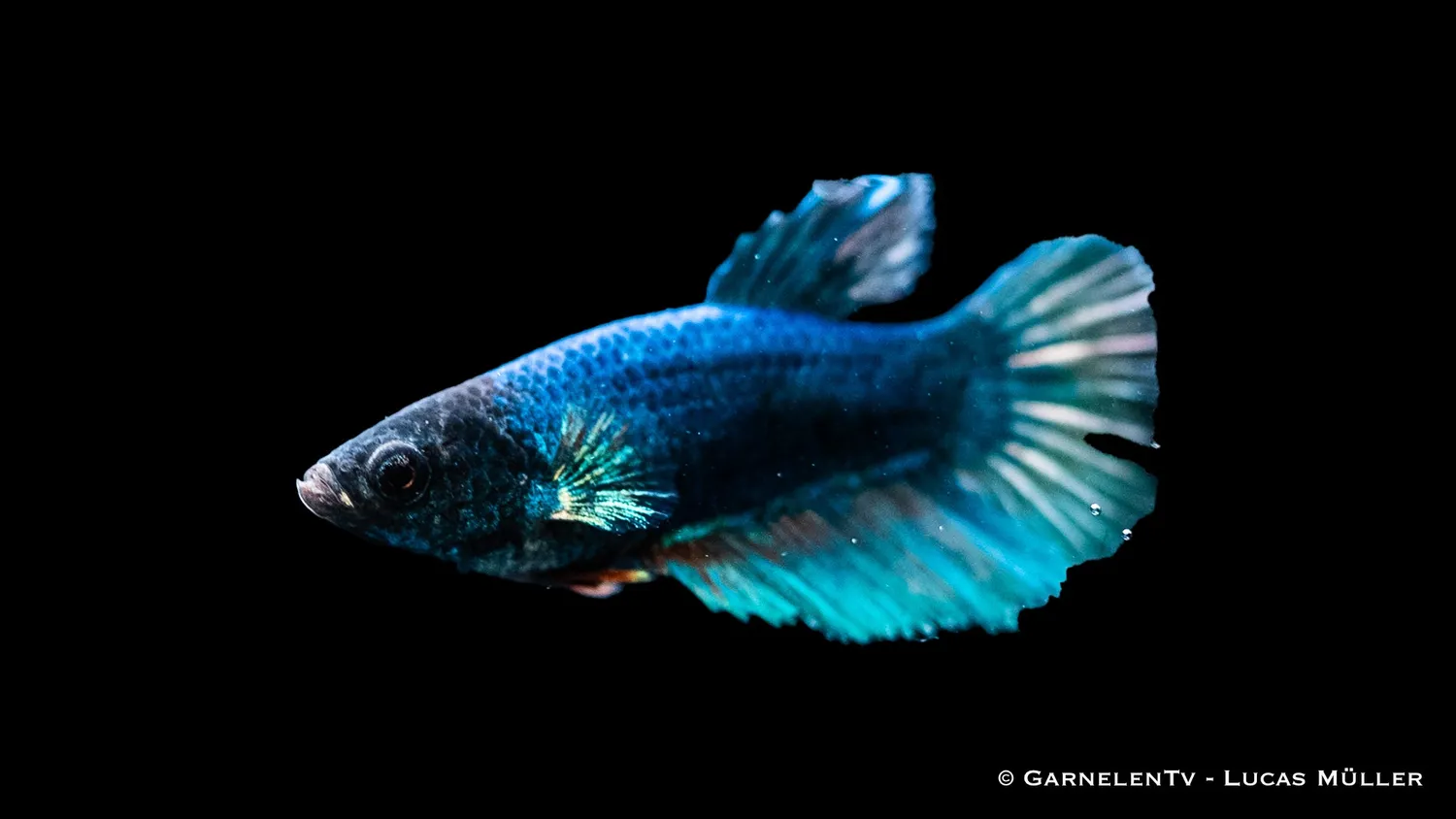 Garnelen TV Halfmoon kampfiskhona Betta splendens färgmix
