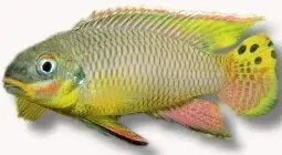 Näsets Ciklidhobby taeniatus molive 4–5 cm ciklid parbildande
