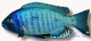 Näsets Ciklidhobby Haplochromis ovatus eastern XL ciklid