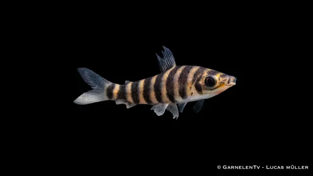 Garnelen TV Leporinus affinis akvariefisk 4-5 cm