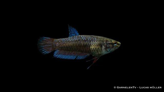 Garnelen TV Kampffisch Weiblich kampfisk hona Betta splendens