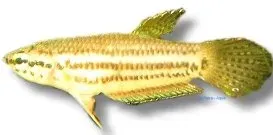 Betta picta Javan kampfisk 4–5 cm munruvande
