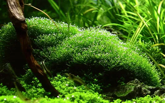 Akvarievalvet Riccia fluitans akvarieväxt flytande