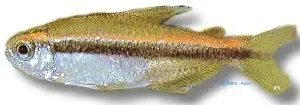 Tetra Wilmae 2,5–3 cm akvariefisk – Hyphessobrycon wilmae