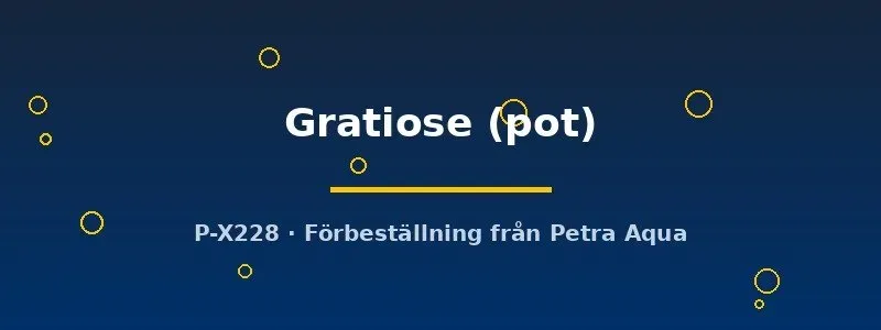 Näsets Ciklidhobby Echinodorus Gratiose akvarieväxt kruka