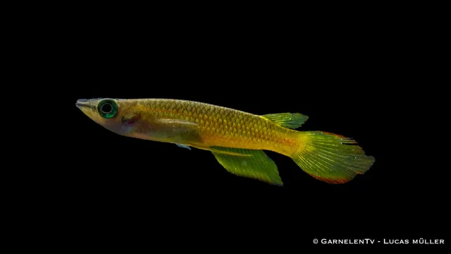 Garnelen TV Streifenhechtling Gold Aplocheilus lineatus killifisk