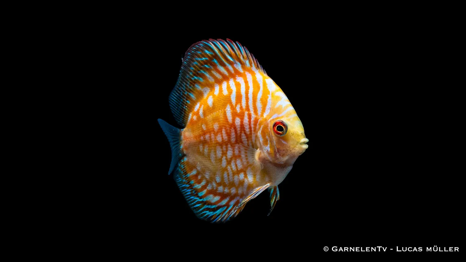 Garnelen TV Pigeon Yellow diskus 7-8 cm