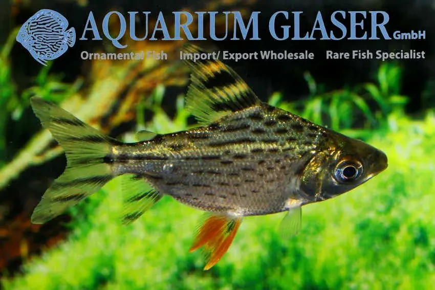 Näsets Ciklidhobby Semaprochilodus taeniurus akvariefisk 1–2cm