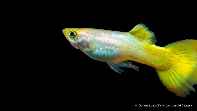 Garnelen TV Guppy German Yellow hane 3-4 cm Poecilia gul
