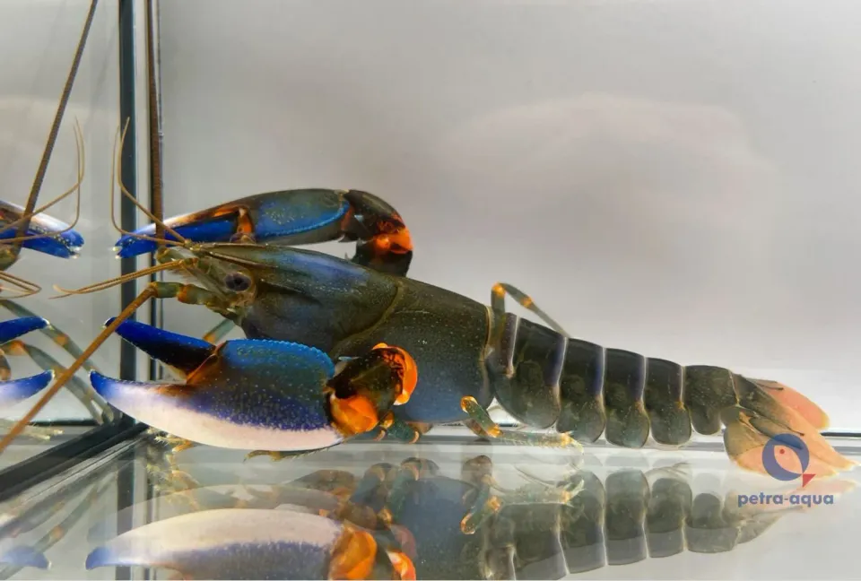 Cherax papua blue kong kräfta 5–7 cm