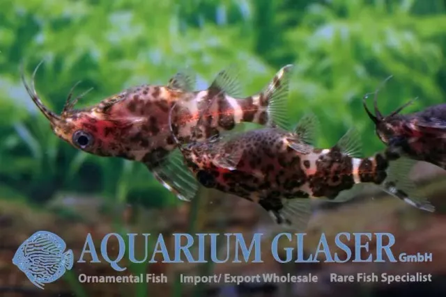 Näsets Synodontis nigriventris ryggsimmarmal 2-3 cm förbeställning