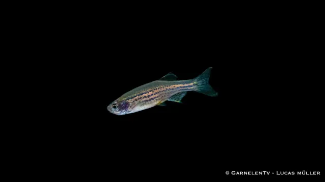 Garnelen TV Danio rerio leopard akvariefisk sötvatten
